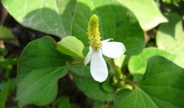 谷谷丁|7种农村常见的野菜,个个都是治病的“良药”,你吃过几个