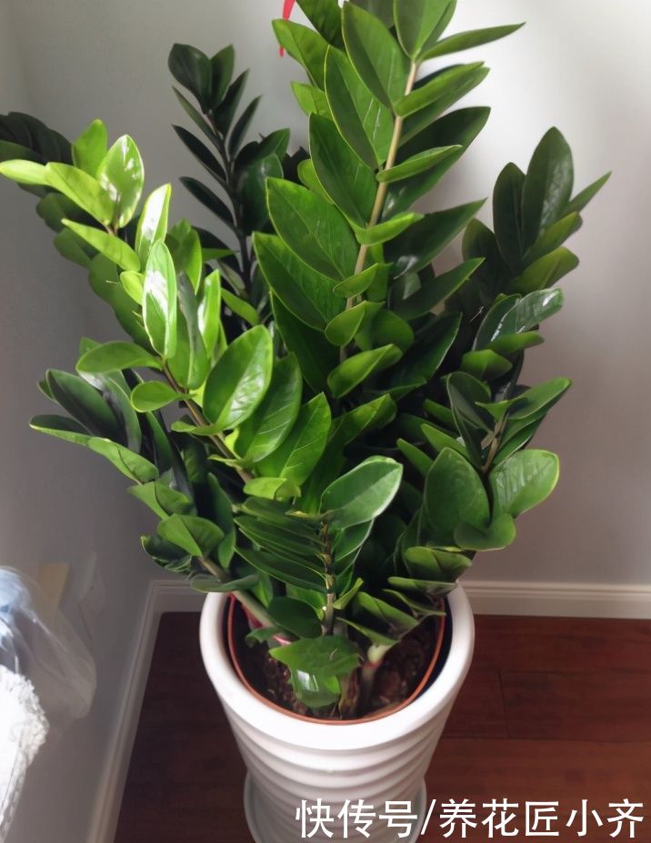 3种可以叶插的花卉,很容易成活,新手“玩”可以,但是养大很难