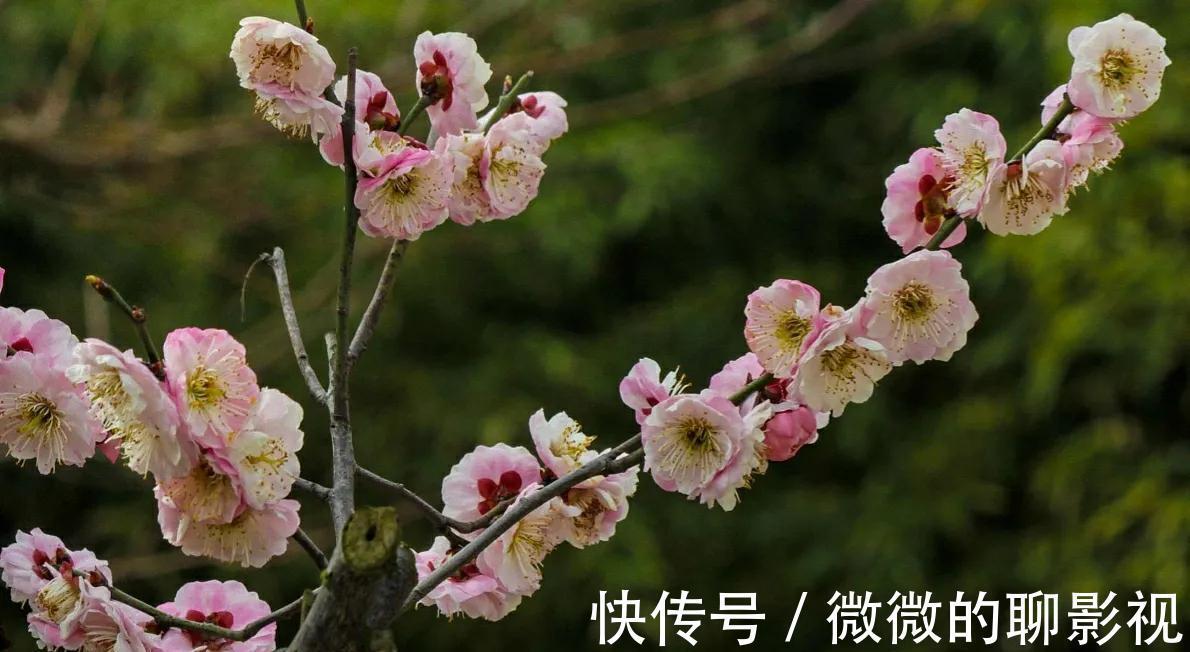 想要梅花春节开花 冬季做好4点后 春节自有梅花香 粉紫色