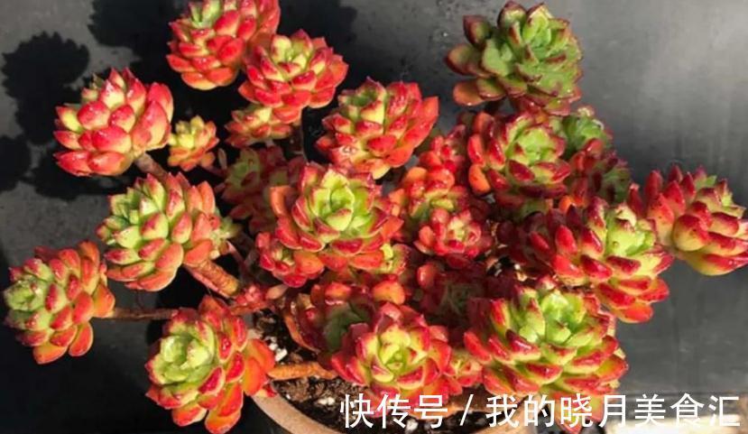 多肉蒂亚，从买回家到现在，叶子一直绿得像盘菜，该怎么办？