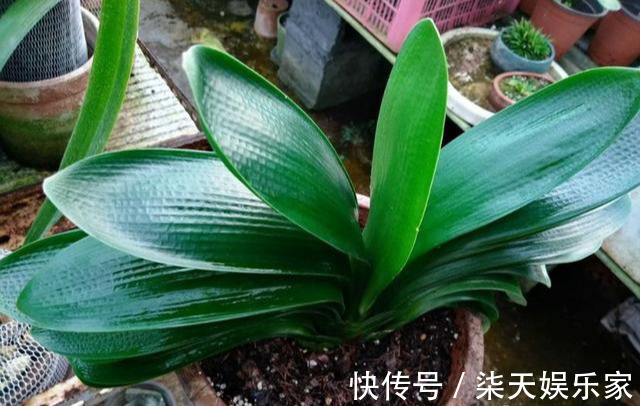 4种花爱“吃土”,1年不换盆,盆里全是根不见土,换盆才能长好