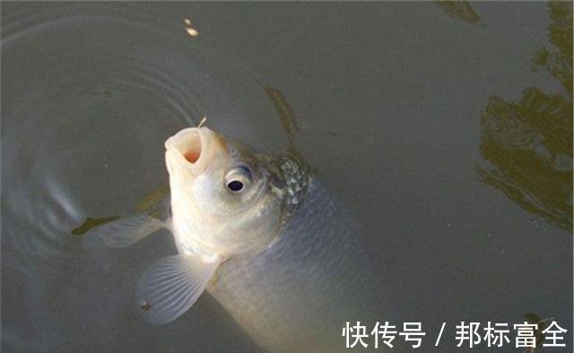 子线用长还是用短,要看钓法,看目标鱼,还要看季节,不能拍脑袋