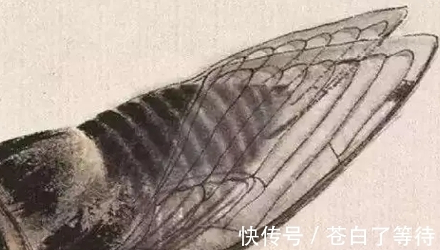 薄如蝉翼#为什么齐白石的“蝉”能卖8亿天价?专家:放大30倍后就懂了