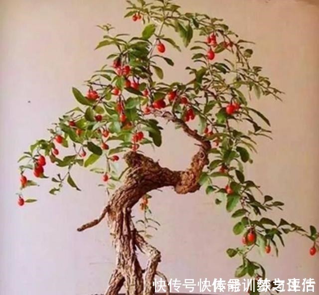 枸杞树|野外的枸杞树,制作成盆景,美观大方,还能结满“红果”!