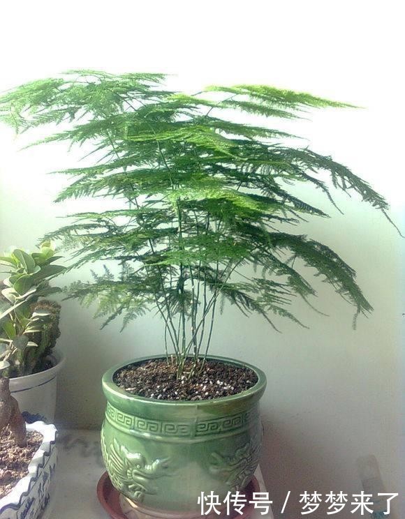 干枯|冬季养护文竹,应当注意4处细节,避免叶状枝干枯