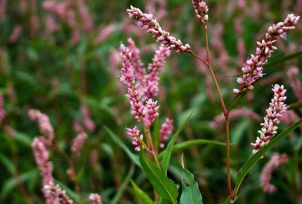 麻醉鱼|自带辣味，古代当成辣椒，如今常用于酿酒，磨碎丢水里还能麻醉鱼