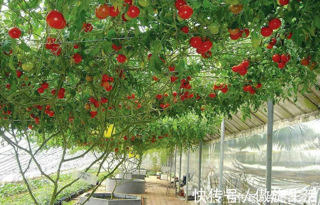 西红柿长成“参大树”,一棵能结果上万个,味美个大吃不完