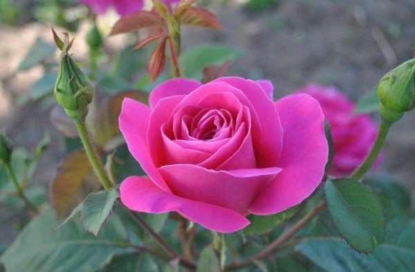 妙计!君子易处小人难防,击垮小人的4大妙计,学会一招小人跪地求饶!