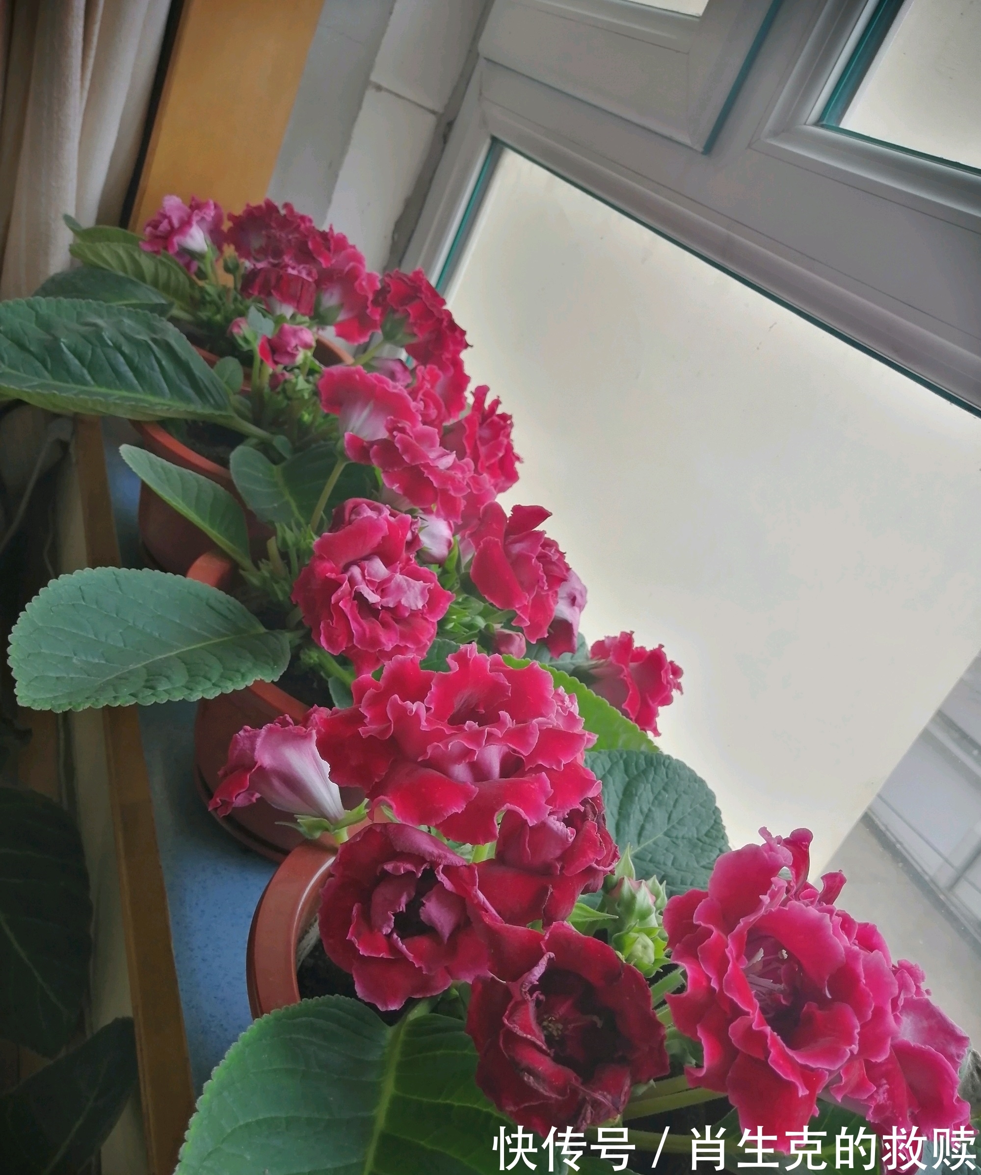 家里养盆“假牡丹”，切碎叶子也“生娃”，堪称阳台“富贵花”