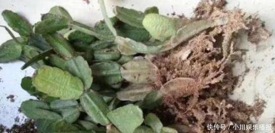 蟹爪兰发出这个“信号”，一定不要忽视，是在提醒你