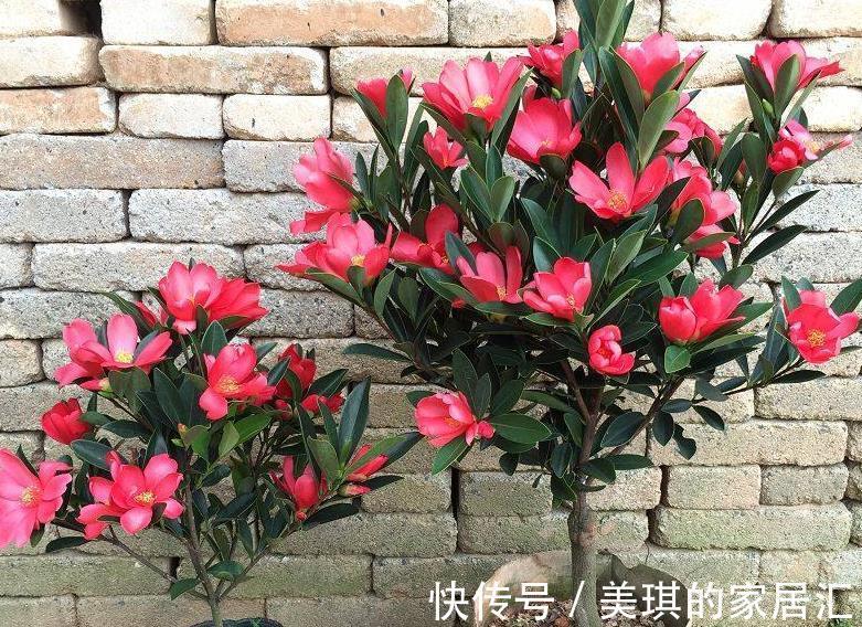 高温|夏季高温,养盆四季杜鹃茶,满足3要点,花期持续一整年