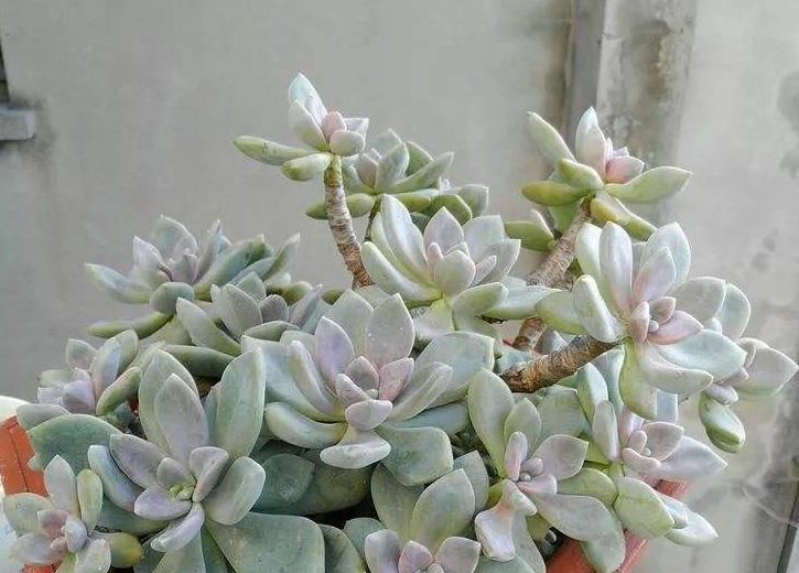 家庭盆栽多肉：冬季养冬美人，抗冻，上色易出状态快，要求低
