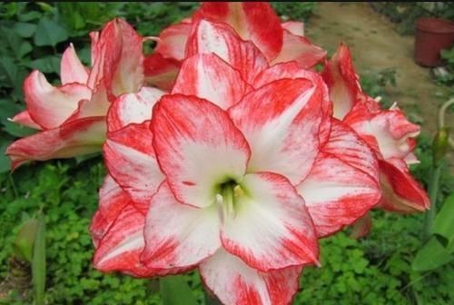 4种花堪称花中仙子,全年开花,花色清新秀丽,能给你一片花海