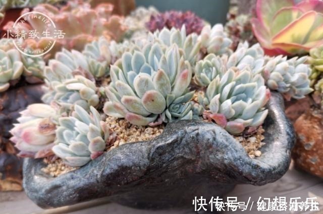 肉肉|多肉上盆,2种东西垫盆底,不烂根不黑腐,安全零成本!