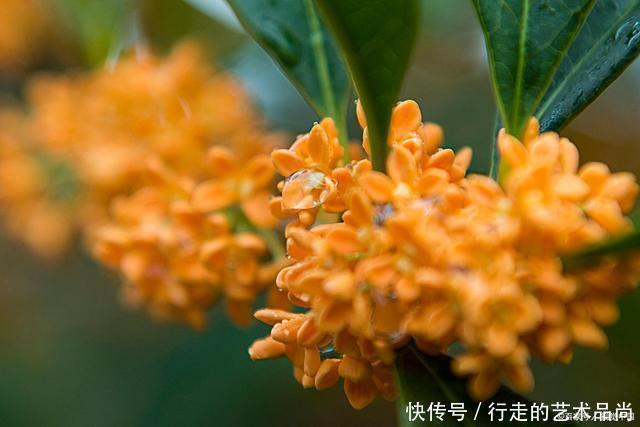 秋天|现在开始,2种花不能修剪,否则秋天见叶不见花!