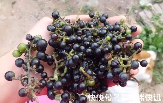 作用|老中医:路边看到此黑果,记得要摘回家,作用非常大,值得一试!