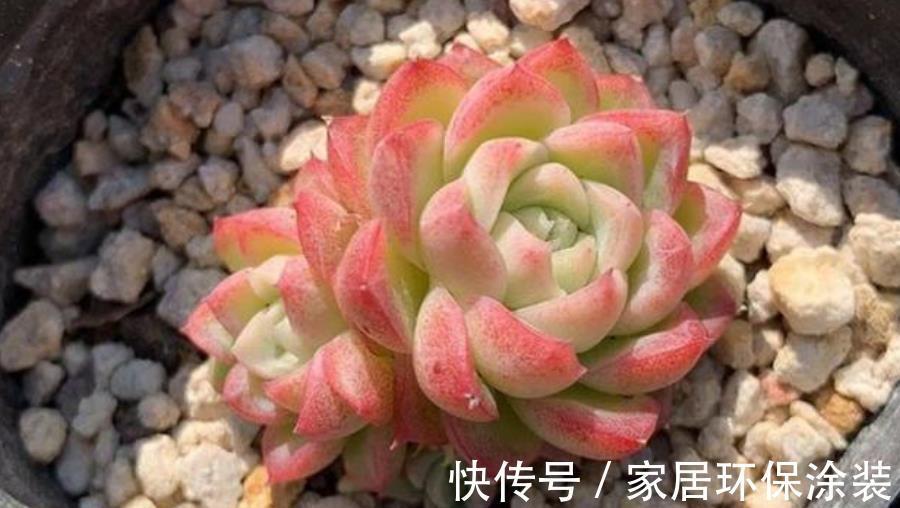 推荐5款“女王”多肉,每一种都好看,皮实好养,总有一款适合你