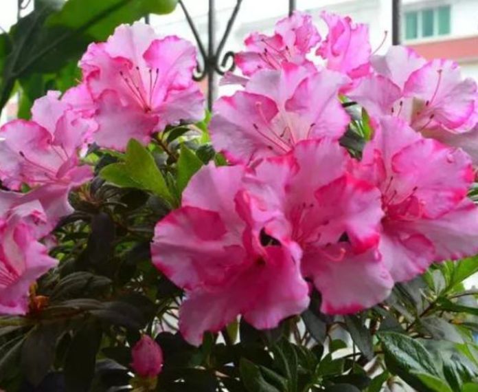 喜欢养花就养此5种,开花艳丽味道香,家里养一盆,养出小花园