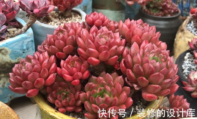 盘点种爱爆头的多肉，颜值高长势旺，养起来真过瘾，值得拥有