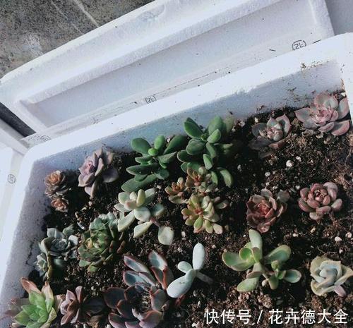 泡沫板|泡沫盒别再丢了，用来养花，会有你意想不到的的惊喜！