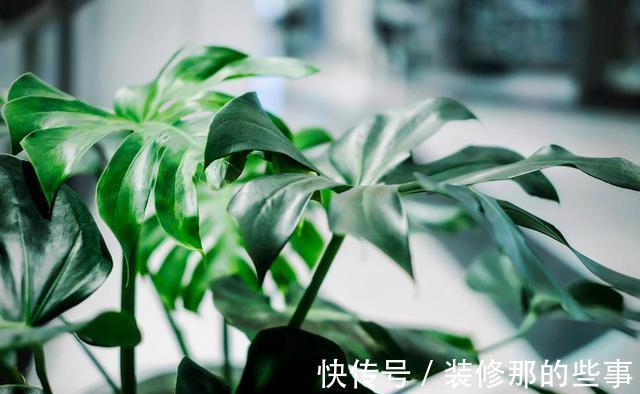 橡皮树|天越来越热,以下绿植却没有休眠,多浇水多施肥,反而生长快