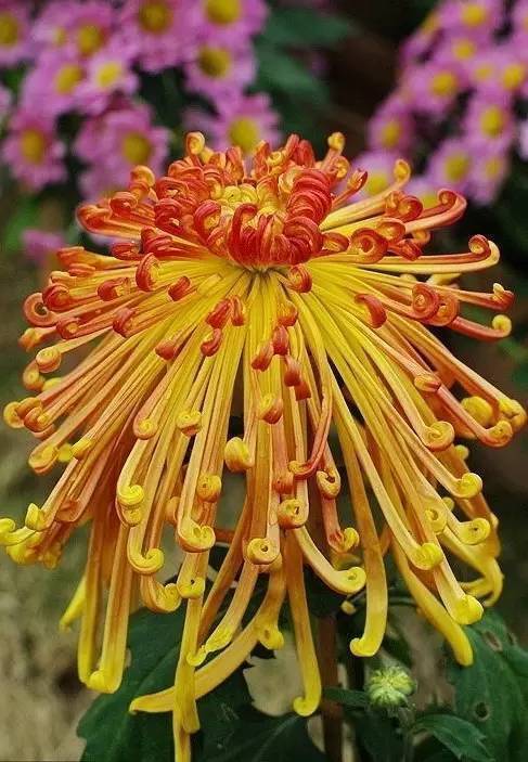 中国十大名花欣赏,美极了!