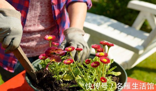 养花的土壤板结?加上4种东西,土壤疏松有劲,养啥都省心