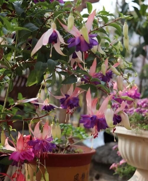 “最累”的8种花,花开连续几个月,一次开花几百朵!