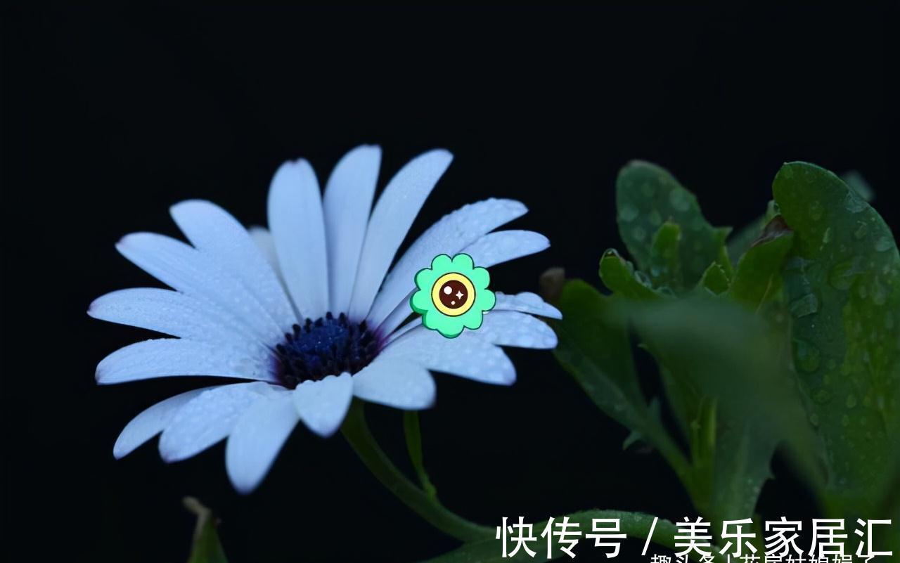 这6种花卉是“一次性的”，虽然不舍，但开完别再浪费时间去养