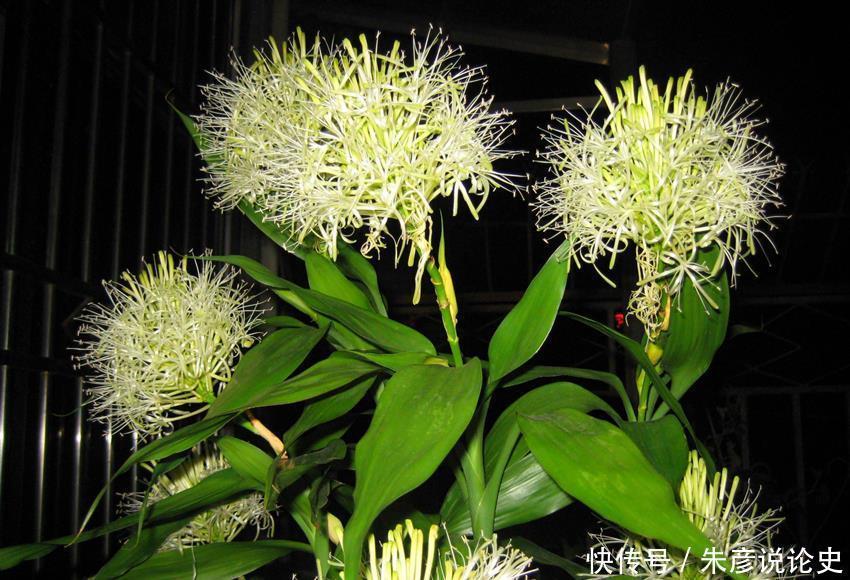 6种寓意好的植物,各有特色,你喜欢哪个?