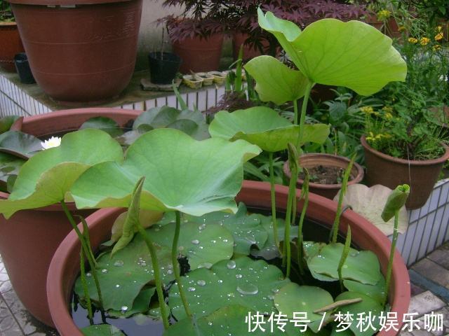 5种漂亮花，喜欢“穷养”，挤在破盆里，能养30年