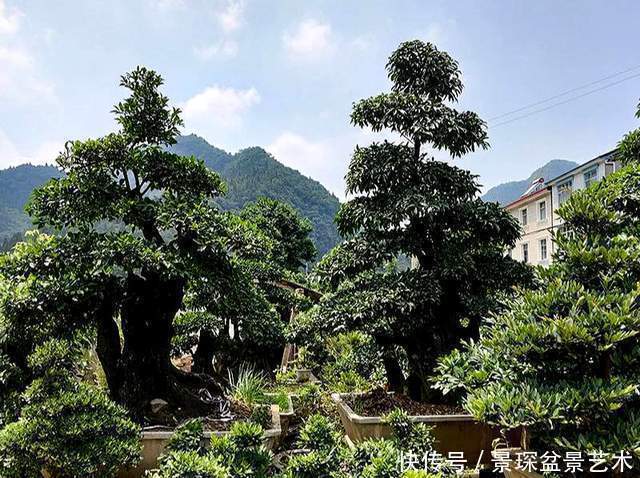 树桩盆景|花盆原来也有这么讲究，别给你家树桩盆景选错了！