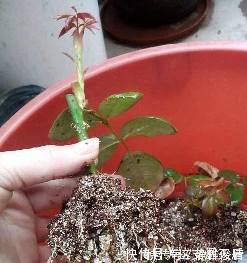 现在扦插此4种花，一周就长芽生根，一棵变多棵，成养花大户了