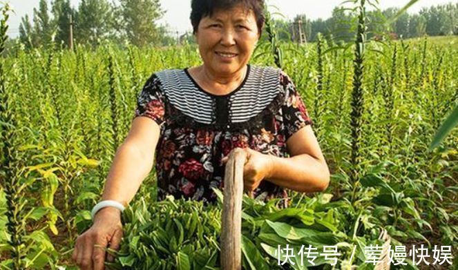 宝贝|大家都只吃其种子,原来叶子才是宝贝,花钱都很难买到