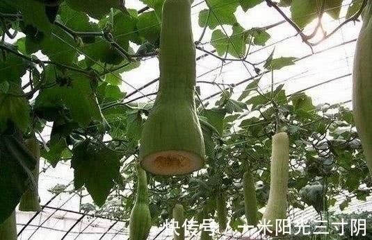 大爷|农村大爷种了一种奇葩的瓜,想吃就砍一块,却越砍长的越旺盛