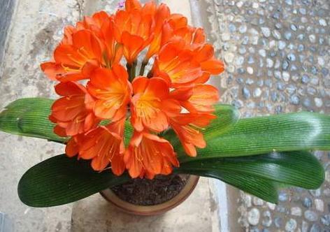 大姨养君子兰，天热挖坑埋点''它''，自带果香，侧芽蹭蹭窜