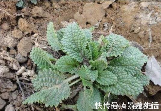 癞蛤蟆草|山坡上一种“疙瘩草”，农民见到就拔，不知是珍贵“止咳药”！
