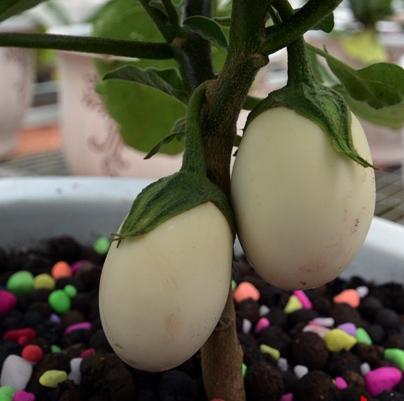 奶奶在阳台种“鸡蛋”,6个月采摘,1次收获“5斤”,够全家吃