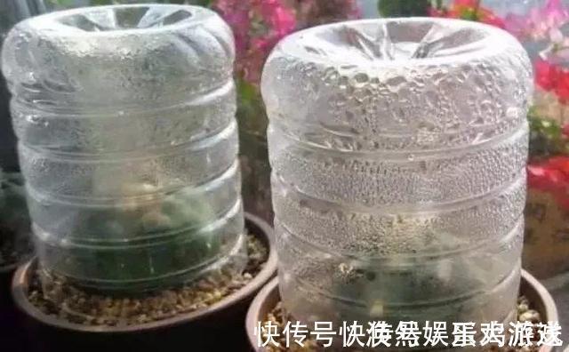 扦插|家庭养花,塑料瓶是“宝贝”,学会5个使用“小妙招”,一生受用