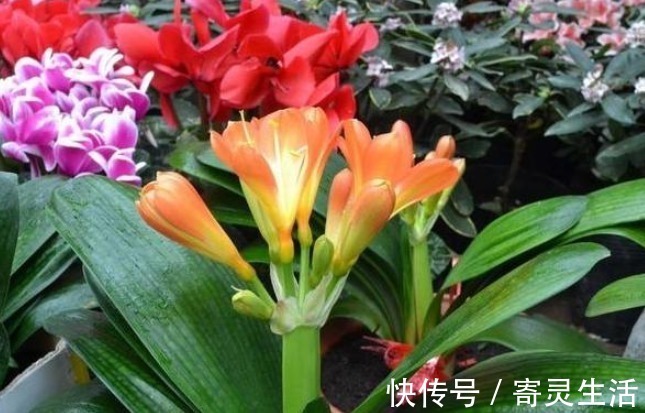 手掌|养护君子兰从这招开始,花开不断,叶子比手掌还大