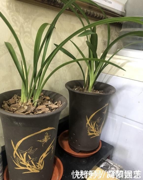 盆景|养兰花,花盆要选对,用“高脚盆”,钻几个洞,养兰花最合适