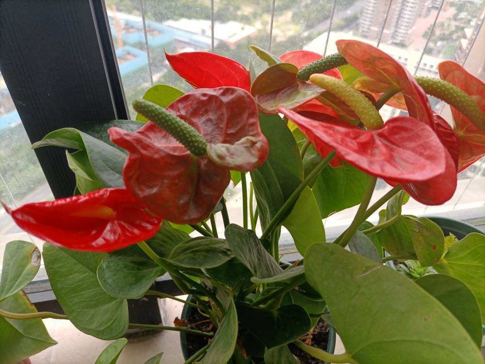 五色梅五色梅|5种花，屋子里只需养一种，一年能开花9个月，真怕把它“累死”