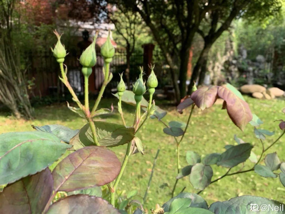 营养液|马上进入花期的花，10天一次肥，下个月就开花