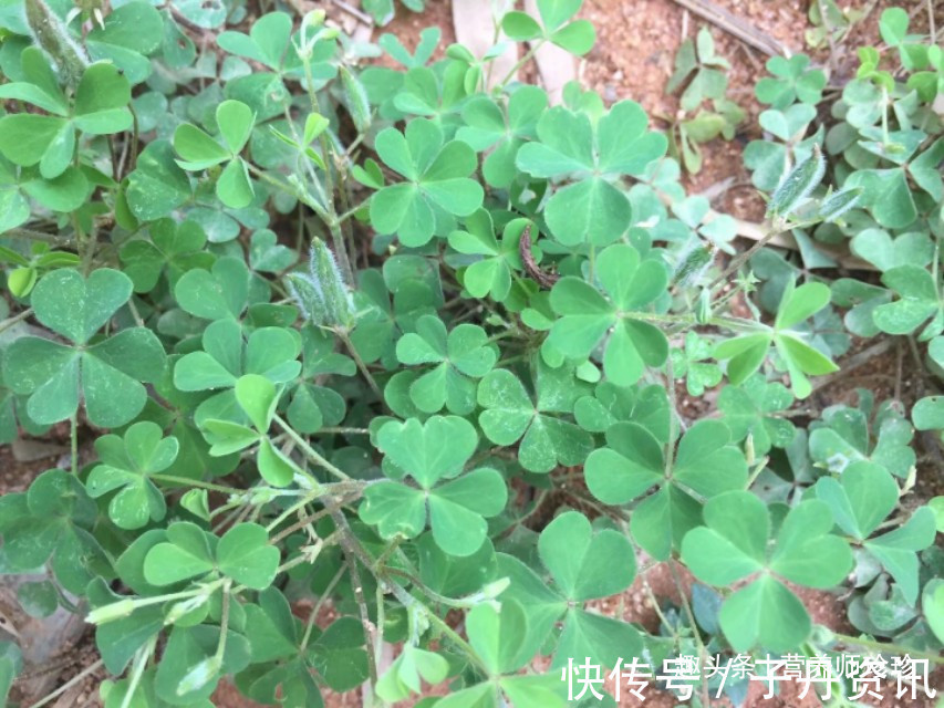 解毒|此种野菜是个宝,隔三差五吃一些,清热又解毒,可惜大家都当杂草