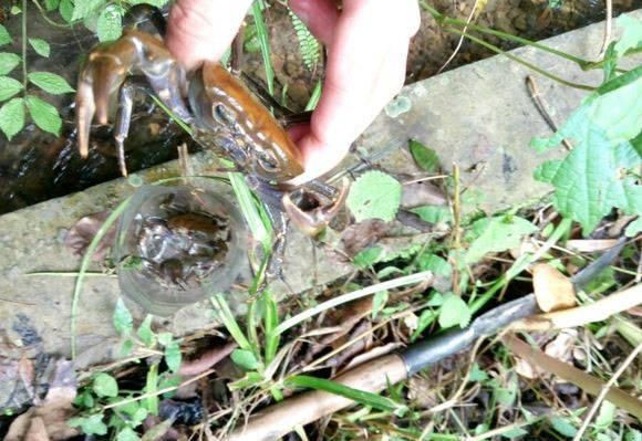 打工仔回到家乡,再钓一次故乡河里的小鱼