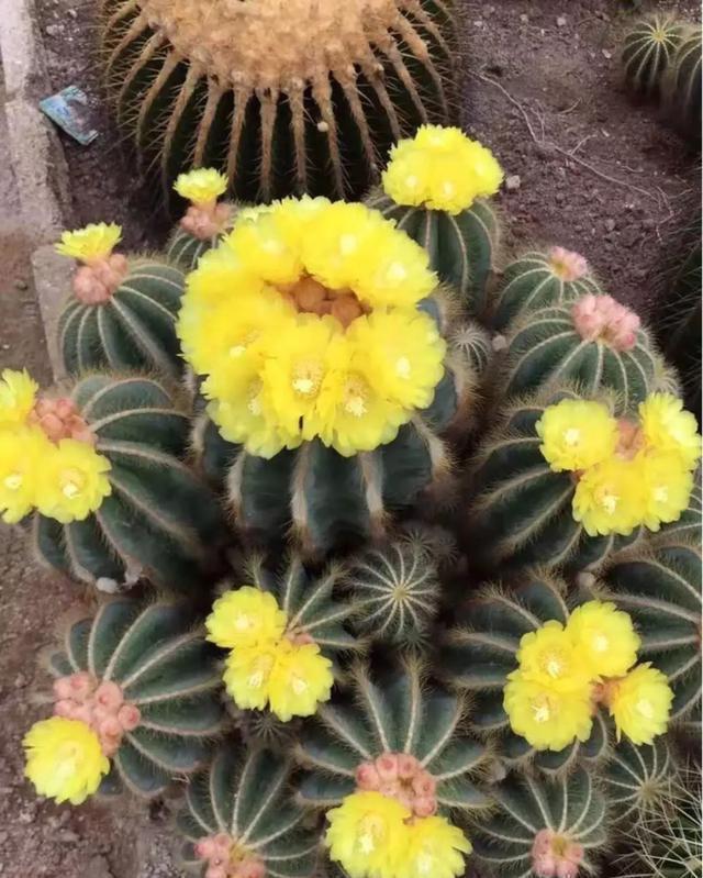 这花有个大肚子,里面全是水,1个月不浇照样活