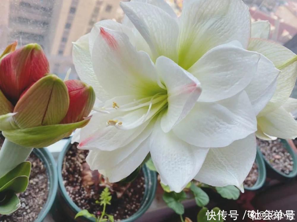 营养液|朱顶红埋土里,如何能年年开花,球变大、变多?