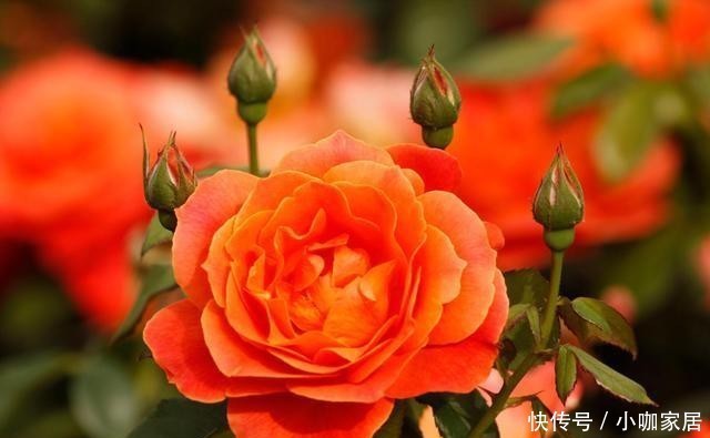浓郁|几款又香又美的月季花,不仅好看,还好吃