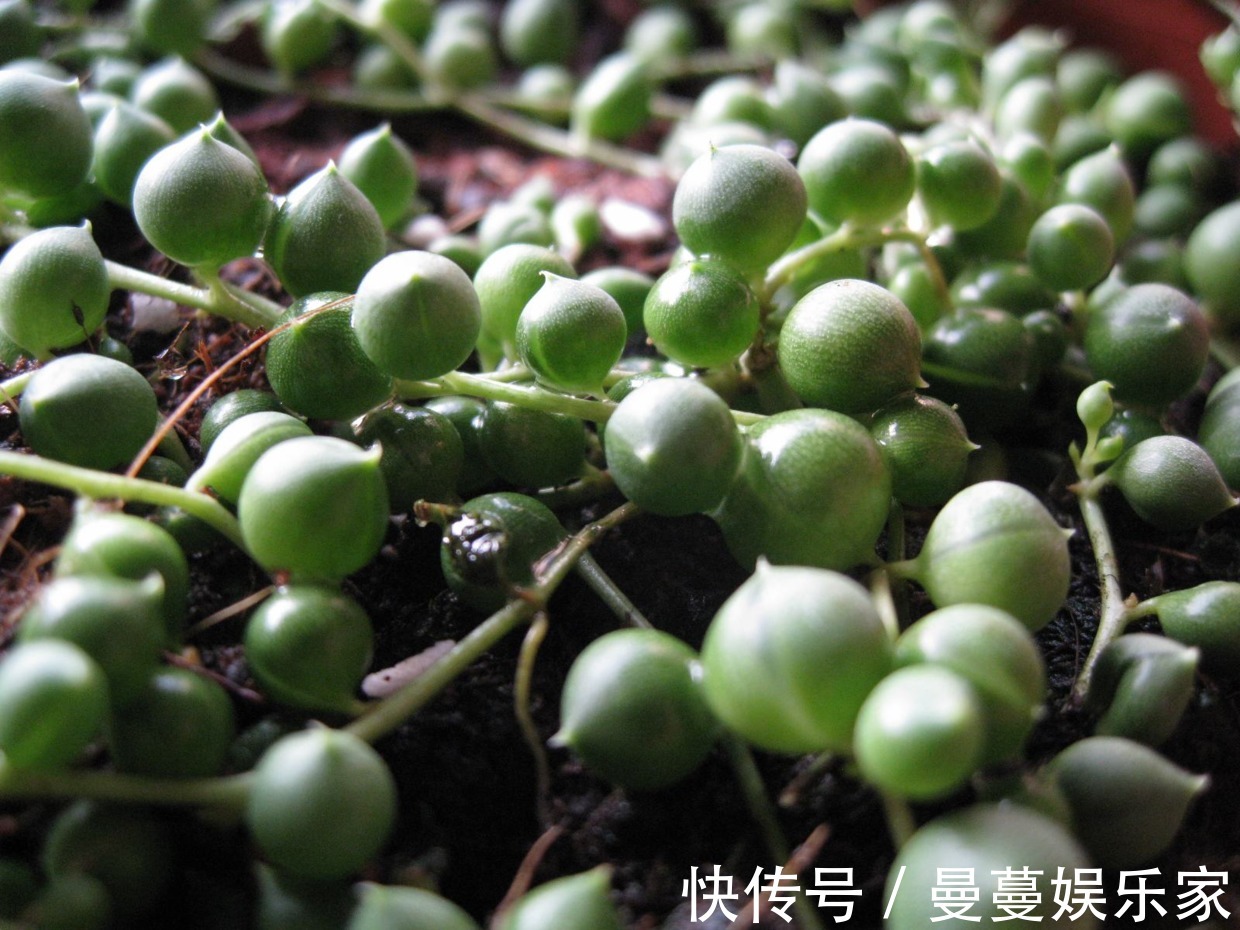 吊兰|叶上爬满小金鱼这款吊兰贼好养，用它喷一喷就开花！