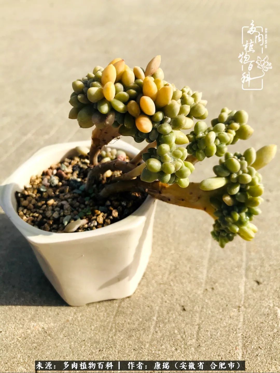 养肉之路,道阻且长,累的是身体,净的是心灵!